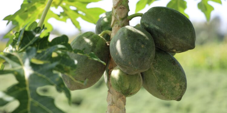 Engenheiro retorna fazenda trabalho remoto