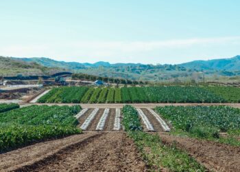 Enquanto traz boas notícias agricultores