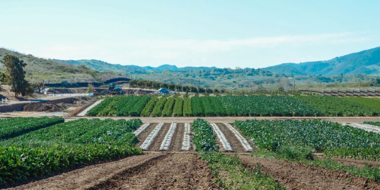 Enquanto traz boas notícias agricultores