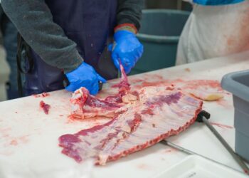 Esqueça bois produção carne cresce