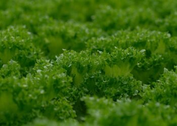 Estufa produz dez alface espaço