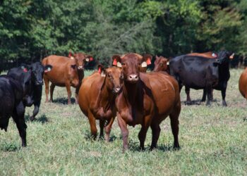 Fazenda entrega bois jovens arrobas