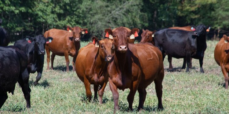 Fazenda entrega bois jovens arrobas