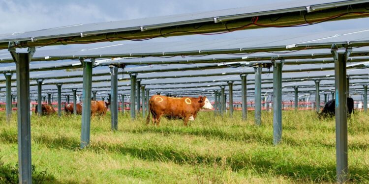 Fazenda produz alimento debaixo painéis