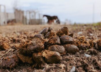 Fazenda transforma mil toneladas esterco