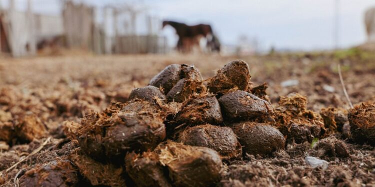 Fazenda transforma mil toneladas esterco