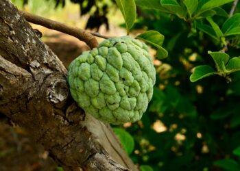 Fazendeiro desenvolve fruta conde quilo