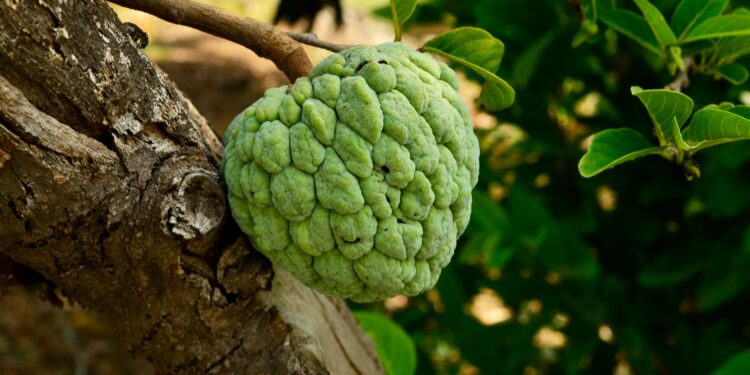 Fazendeiro desenvolve fruta conde quilo