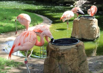 Flamingos cor rosa invadem lavouras