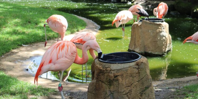 Flamingos cor rosa invadem lavouras