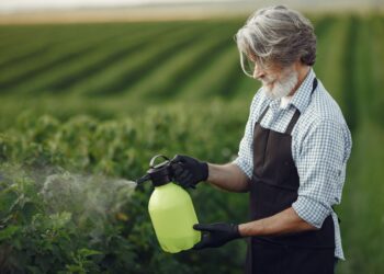 França espalhou toneladas pesticida salvar