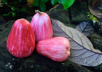 Fruta asiática tornou tão comum