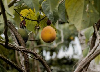 Fruta brasileira parece mini manga