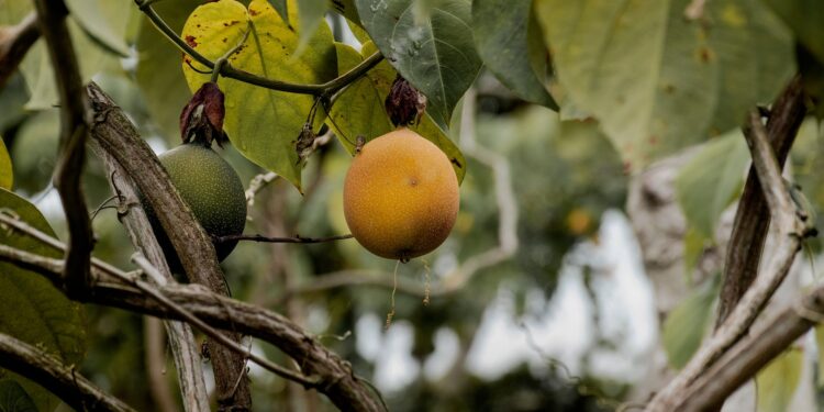 Fruta brasileira parece mini manga