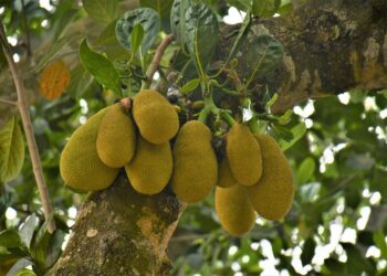 Fruta nasce árvore ultrapassar quilos
