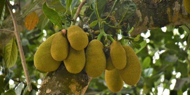 Fruta nasce árvore ultrapassar quilos