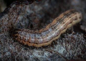 Fungo encontrado natureza mata lagarta