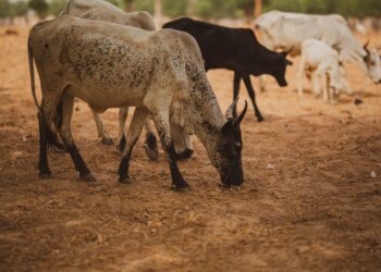 Gado pasto colheita hectare sistema