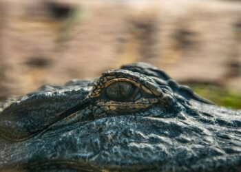 Monta fazenda criar mil crocodilos