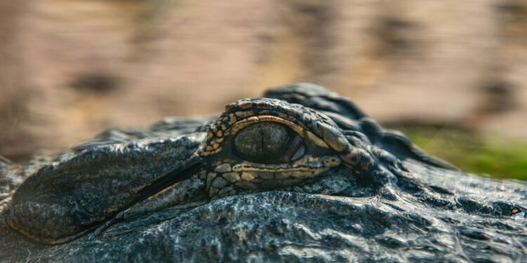 Monta fazenda criar mil crocodilos