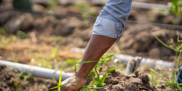 Homem troca banco roça planta