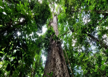 Maior árvore registrada amazônia alcança