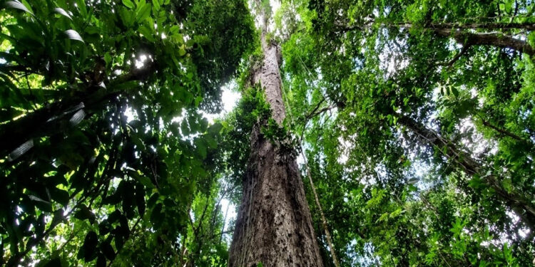 Maior árvore registrada amazônia alcança