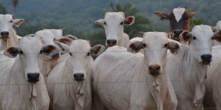 Maior fazenda brasil ocupa área