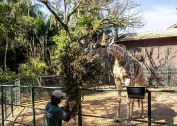Maior zoológico américa latina mantém