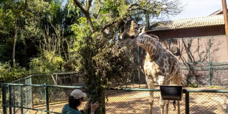 Maior zoológico américa latina mantém