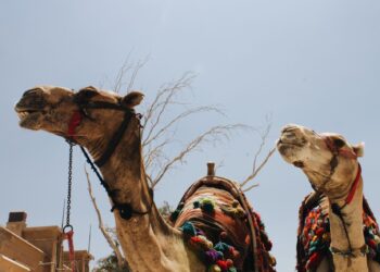 Camelos viram aliados agricultores passam