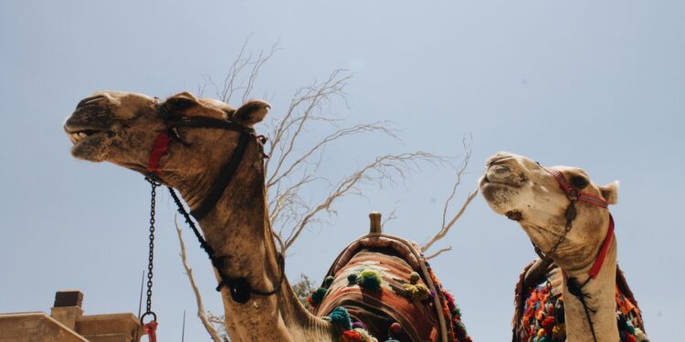 Camelos viram aliados agricultores passam