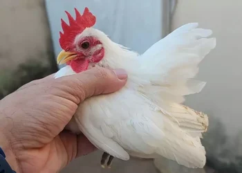 Menor galinha mundo cabe mão