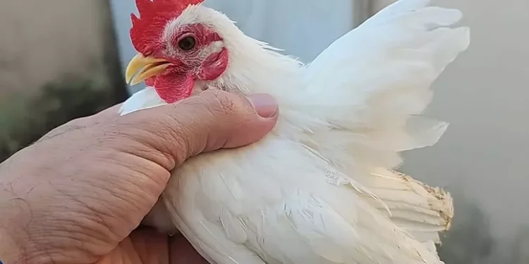 Menor galinha mundo cabe mão