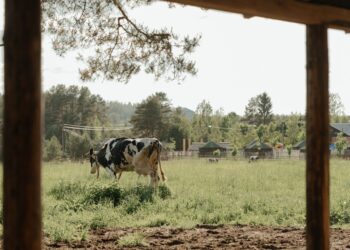Vacas estão produzindo leite brasil