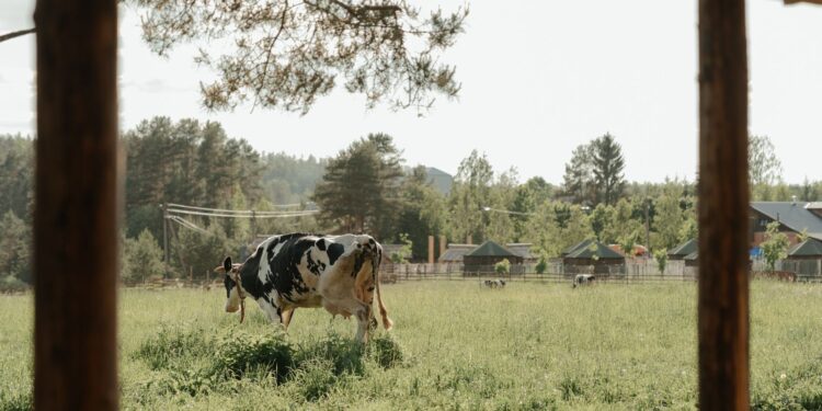 Vacas estão produzindo leite brasil
