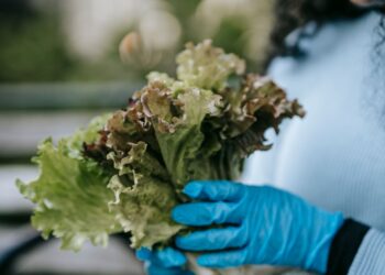 Nasa conseguiu plantar alface espaço