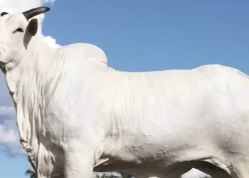 Nascida paraná vaca tonelada avaliada