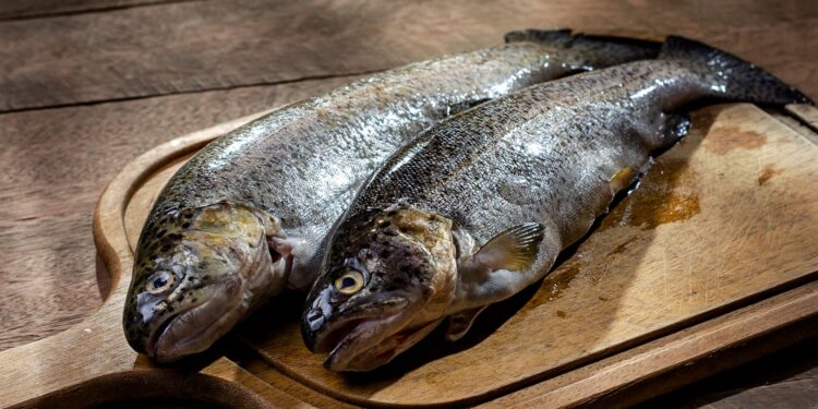 Tilápia tambaqui peixe extremamente bonito