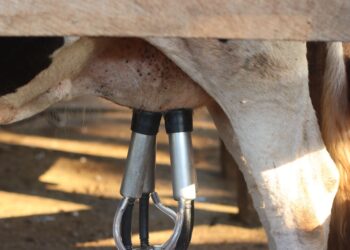 Alimento campo considerado artigo contrabando