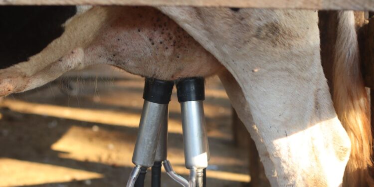 Alimento campo considerado artigo contrabando