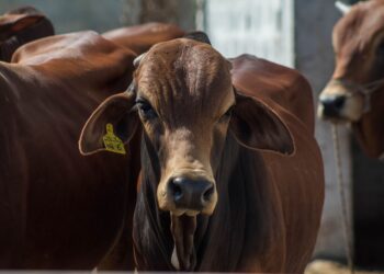 Gado recuperar área cerrado queimar