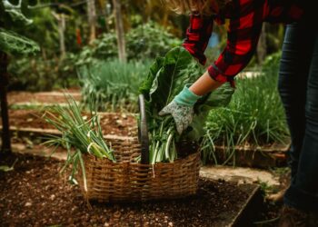 Cultivar agosto horta pronta dezembro