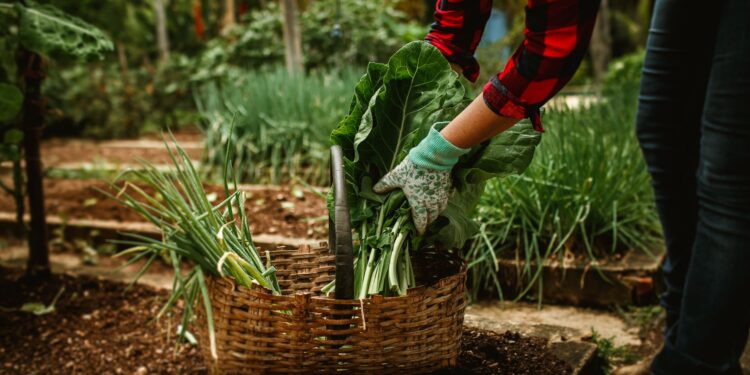 Cultivar agosto horta pronta dezembro