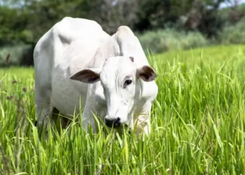 Vilão invisível pasto gado perder
