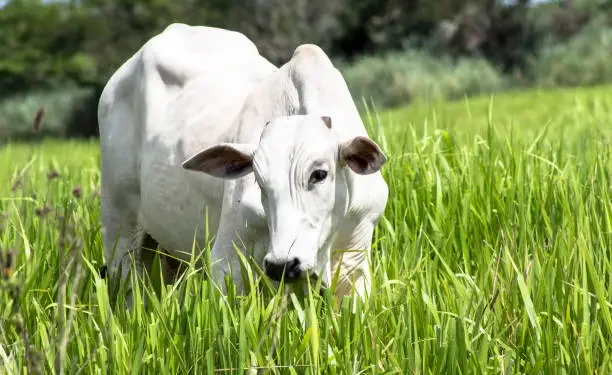 Vilão invisível pasto gado perder