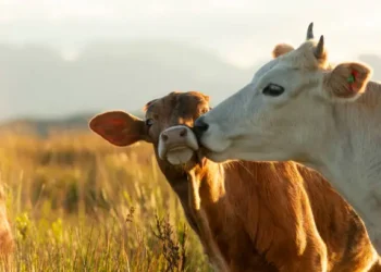 Países vacas fez leite base