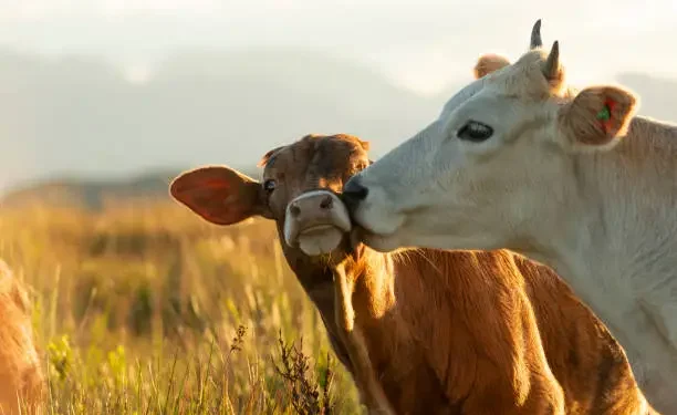 Países vacas fez leite base