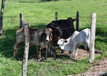 Pecuaristas brasileiros conseguem feito impressionante