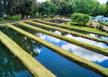 Peixes hortaliças criados espaço reutilizam